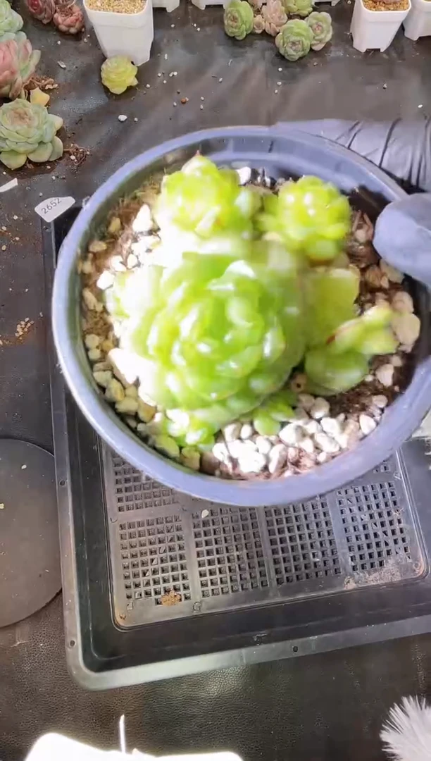 2652 灯泡群 量拍发一颗