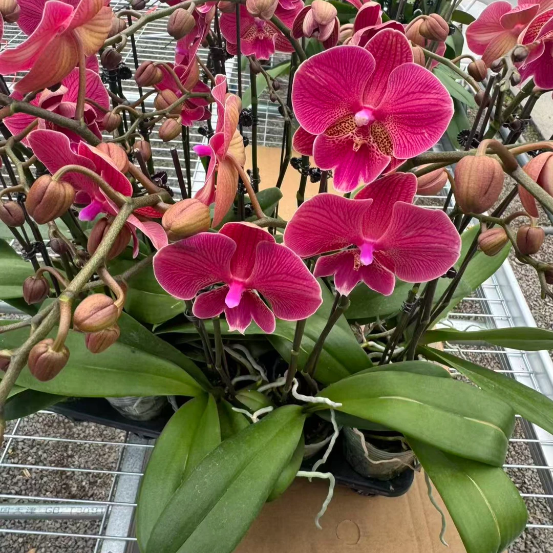 植觉蝴蝶兰【花木兰】蝴蝶兰鲜花盆栽