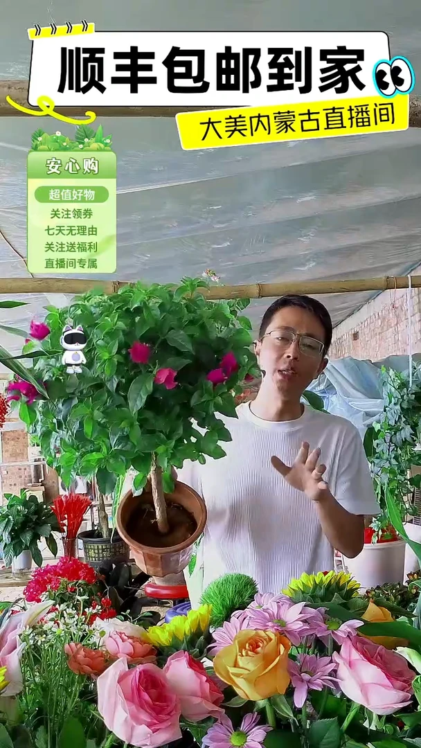 完全开放云南紫三角梅