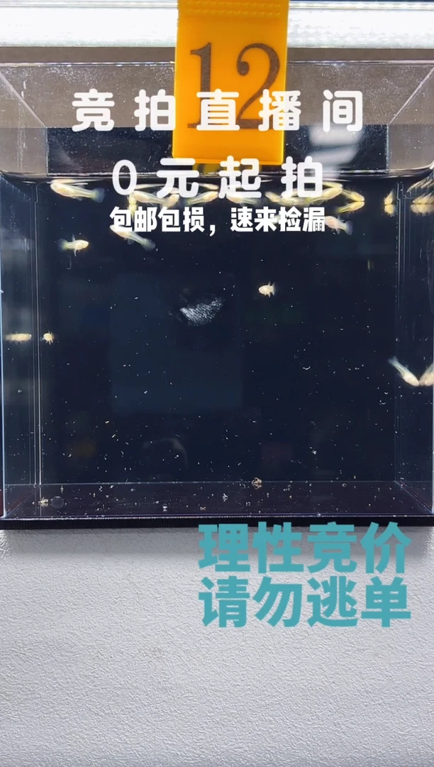 孔雀鱼蓝白大C苗子一组编号12