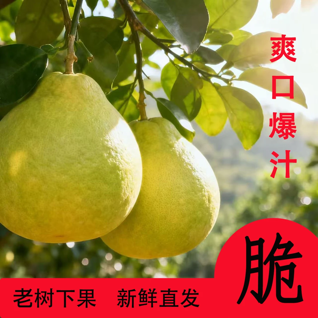 【万山原产地】大果#正宗贵州高山老树香柚当季水果爆汁脆新鲜香柚