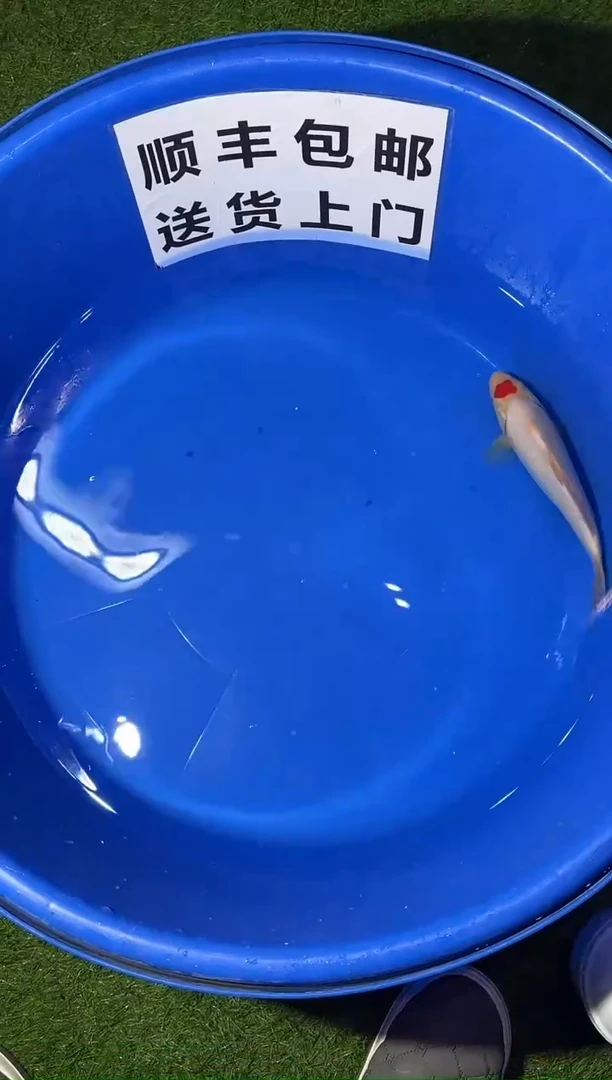 锦鲤精品锦鲤一尾