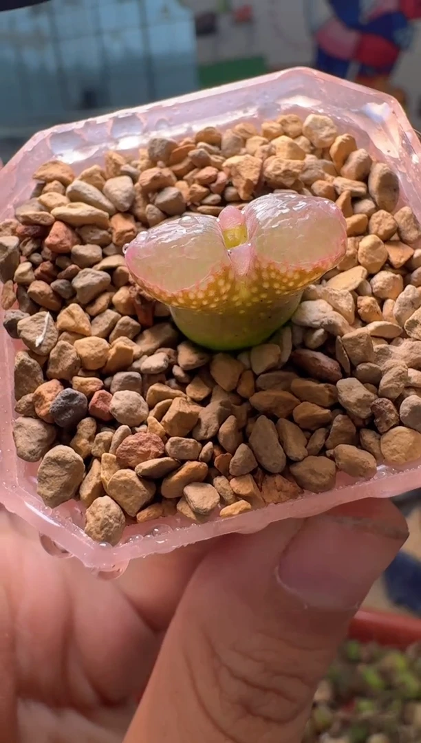 肉锥生石花10.10-94