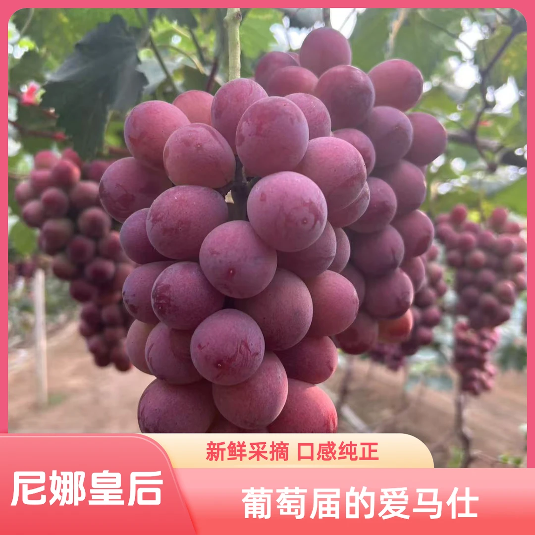 【顺丰包邮 次日达】妮娜皇后葡萄 2斤装 A+级 全甜口 浓郁口感 葡萄中的爱马仕 现摘现发 送货上门辽宁省