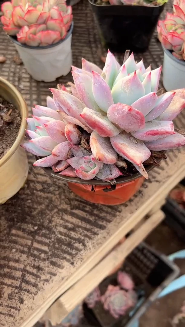 小*多肉植物一物一拍16278