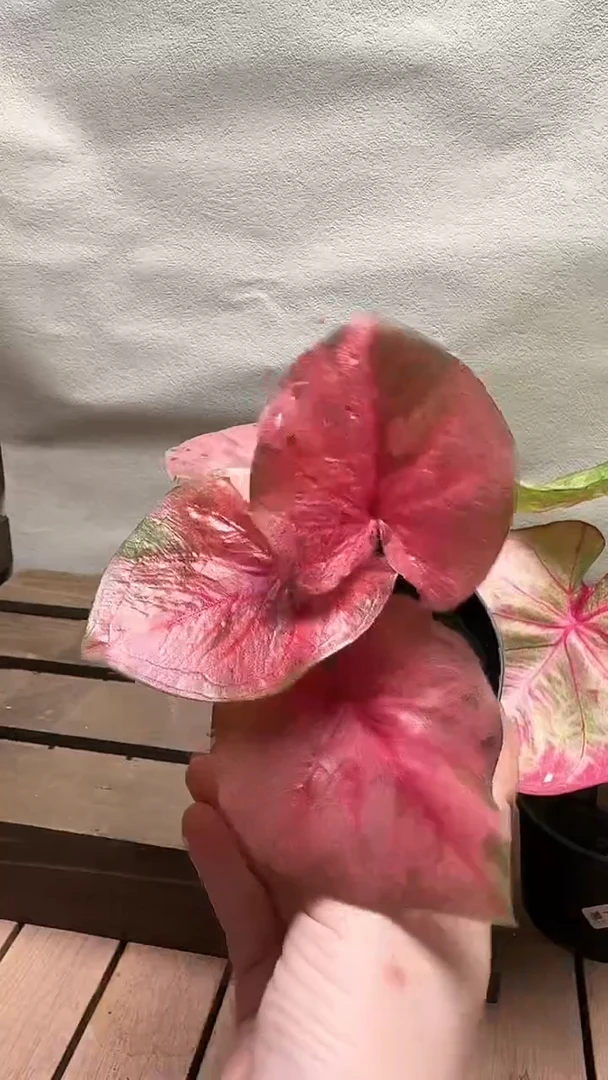 不开花植物t007粉红毒yao一物一拍