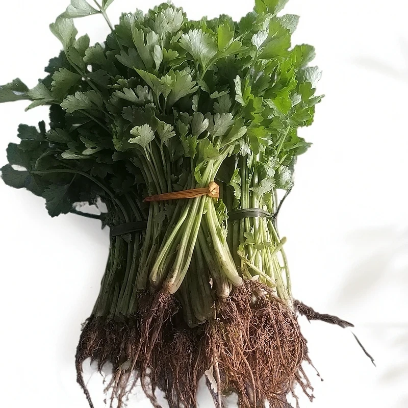 贵州黔北农村季节性芹菜（黔北农产品）