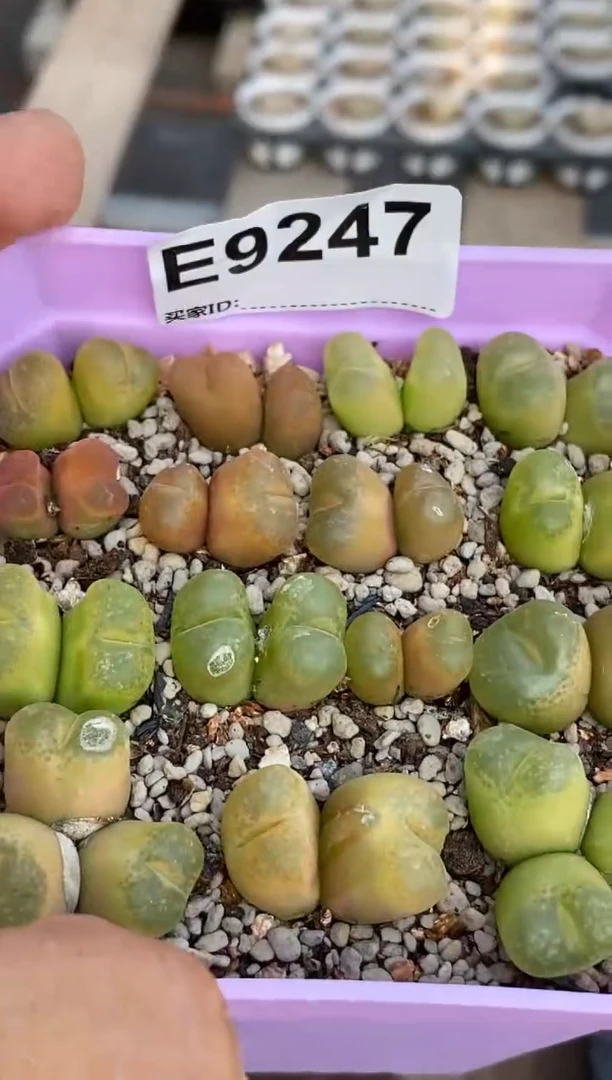 9247直播间一物一拍