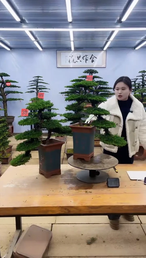 【闪购商品】高端盆景一物一拍，所见即所得