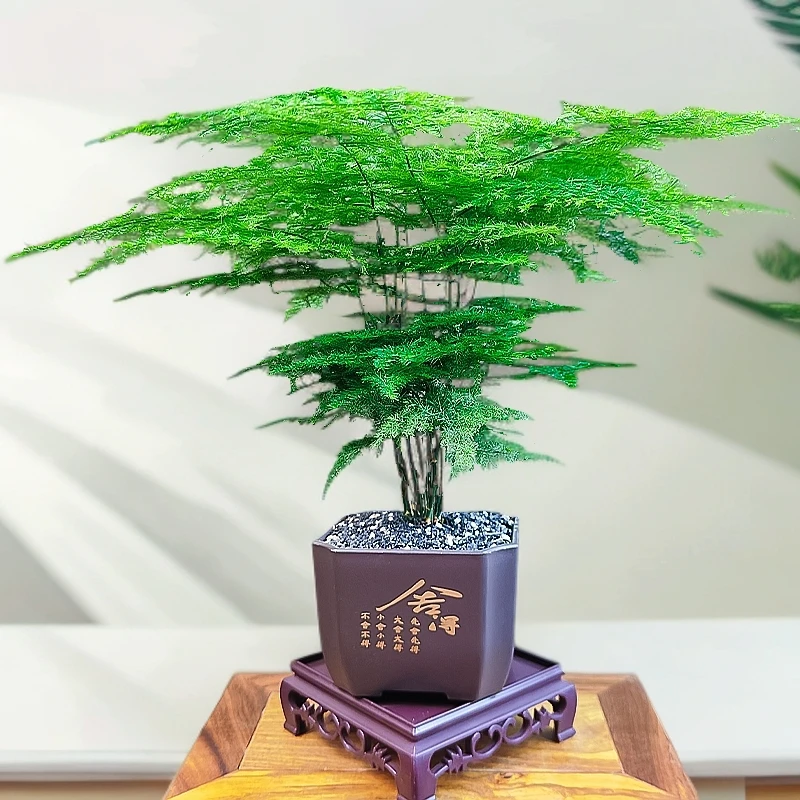 【种好发货】舍得盆文竹绿植盆栽室内耐寒懒人桌面摆件客厅常青室内