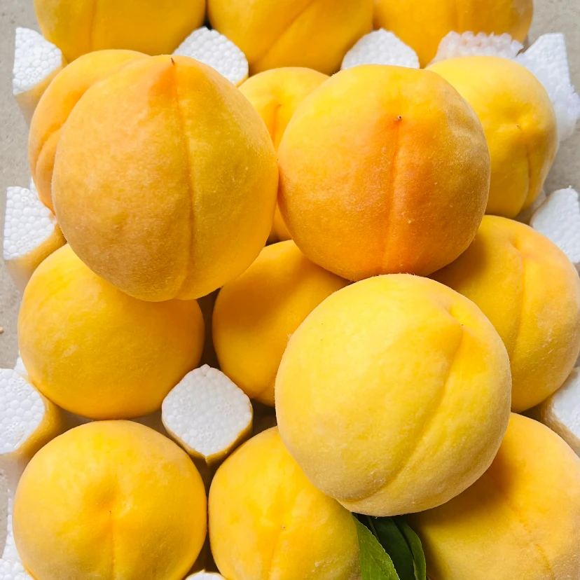 黄毛桃约300克/份山东省