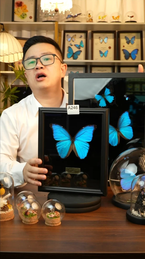 大蓝闪蝶-黑绒（10寸欧式黑框）A246