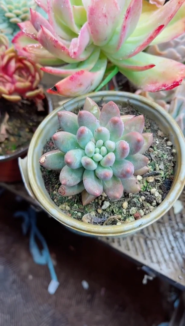 【闪购商品】06031