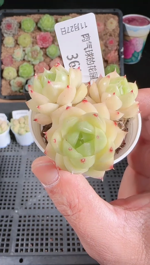 1127-364群生不包整