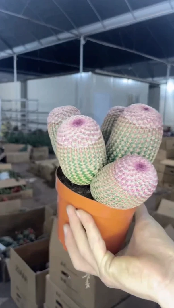 5头起发 红太阳【带根】