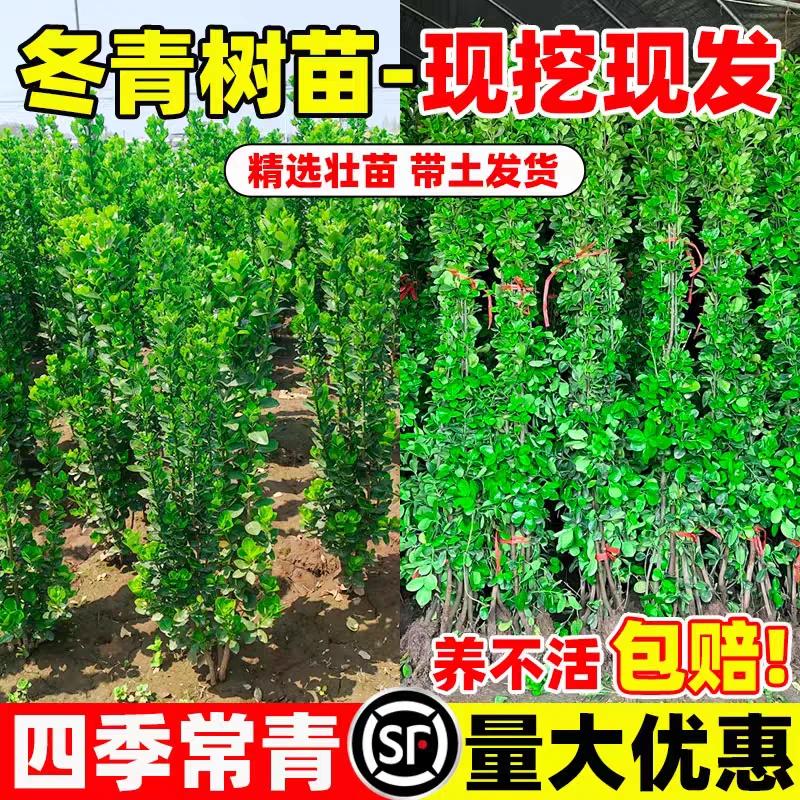 北海道黄杨苗冬青树苗大叶四季常青耐寒庭院绿篱树苗围墙篱笆植物