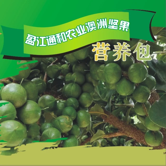 澳洲坚果小树苗营养包
