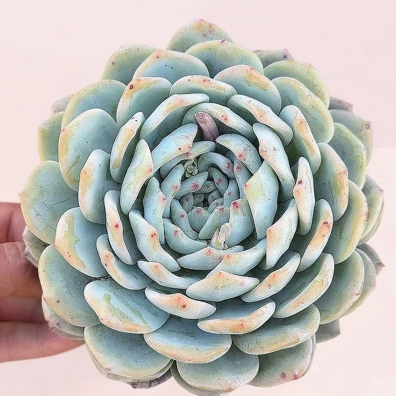 大橙梦露  小谢多肉多肉植物庭院空气耐旱上盆种植固定