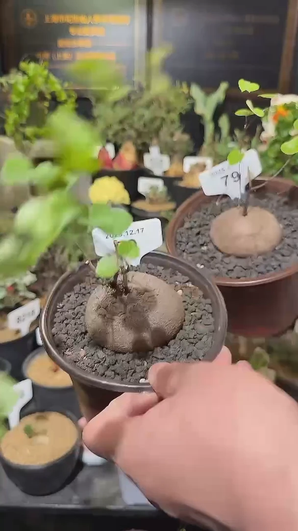 79号1217福利南非龟甲龙买一送一