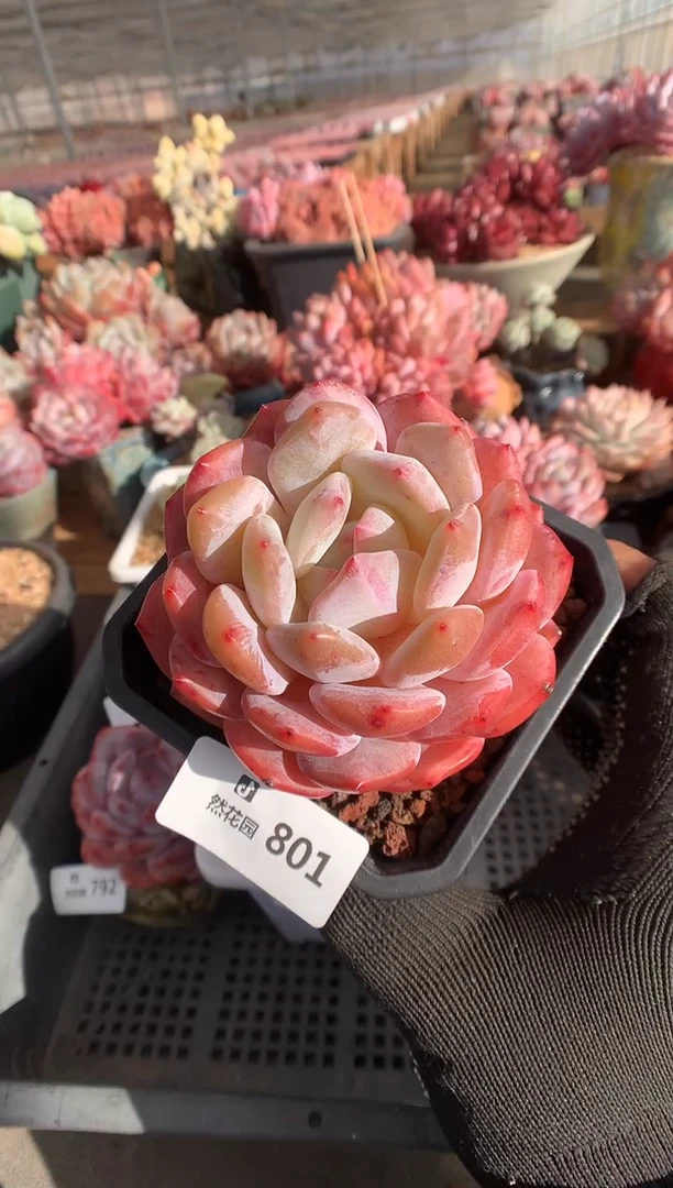 801雪天使多肉植物一物一拍