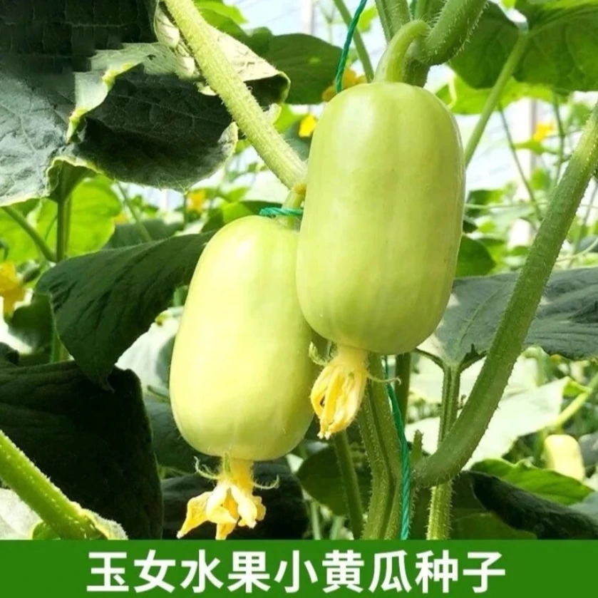 迷你玉女水果黄瓜种子生吃脆甜无渣小黄瓜籽四季盆栽阳台蔬菜种子
