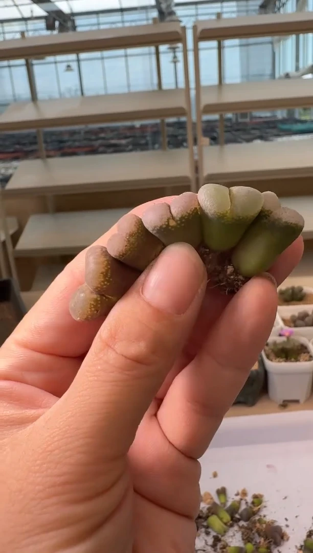 24-56多肉植物肉锥
