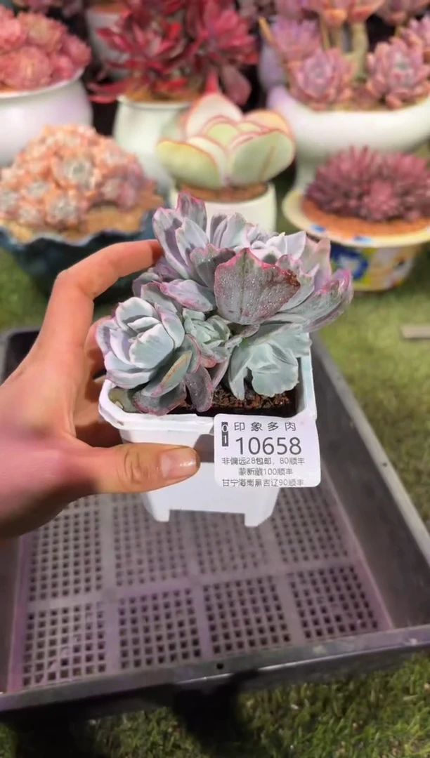 【闪购商品】10658