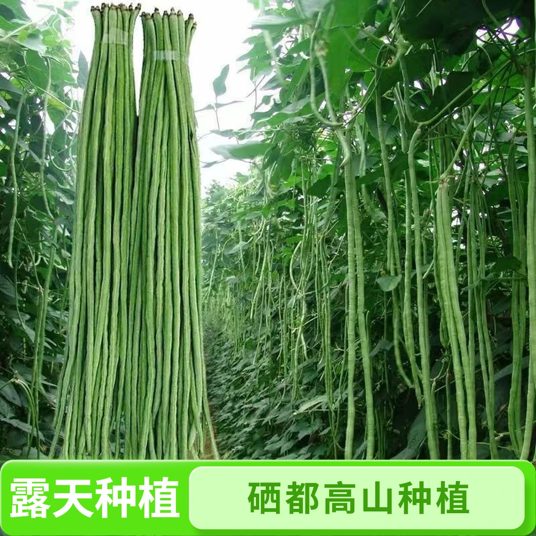 湖北恩施硒都高山豇豆农家露天种植长豆角