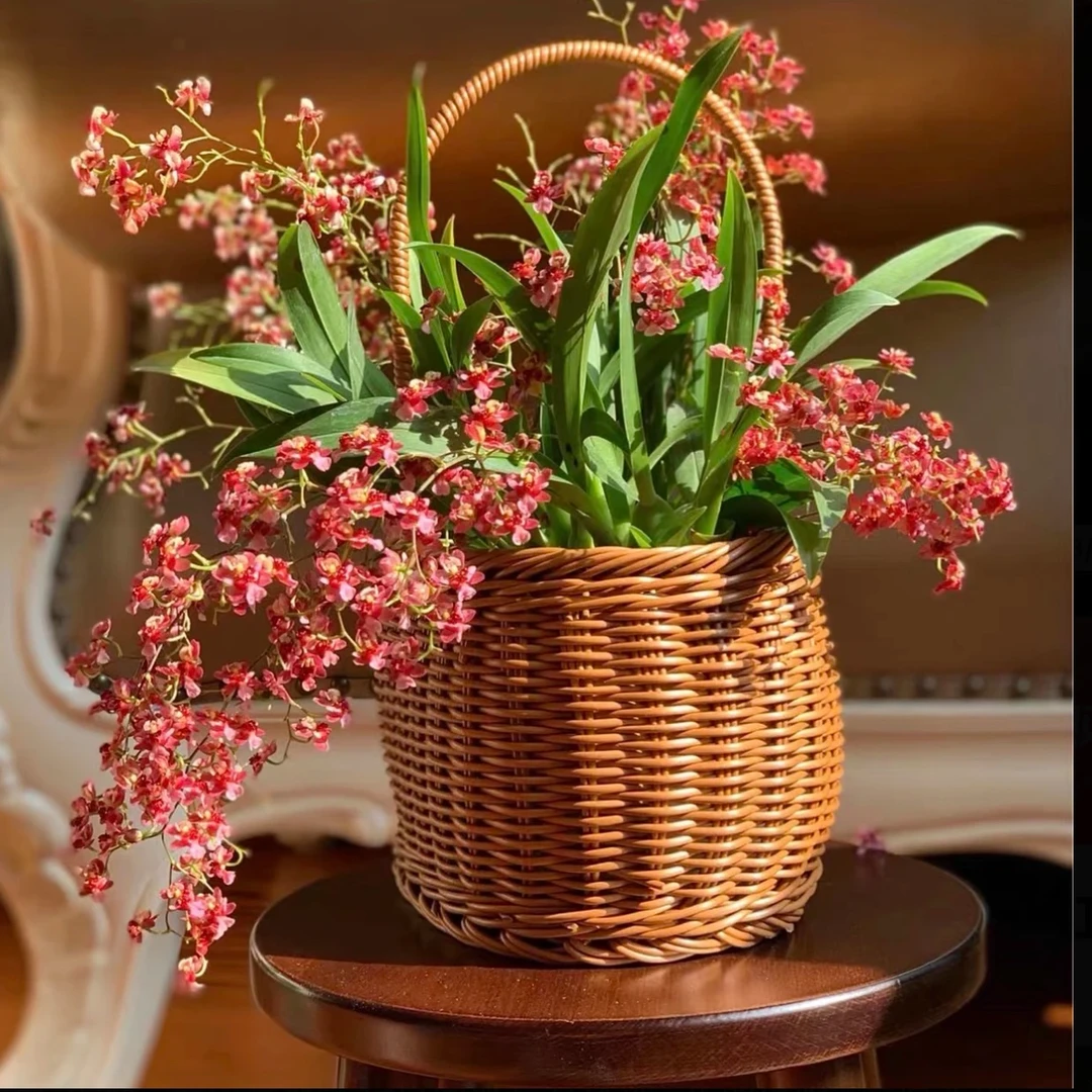 【浓香】特A级香水梦香文心兰高端送礼专属懒人绿植花卉