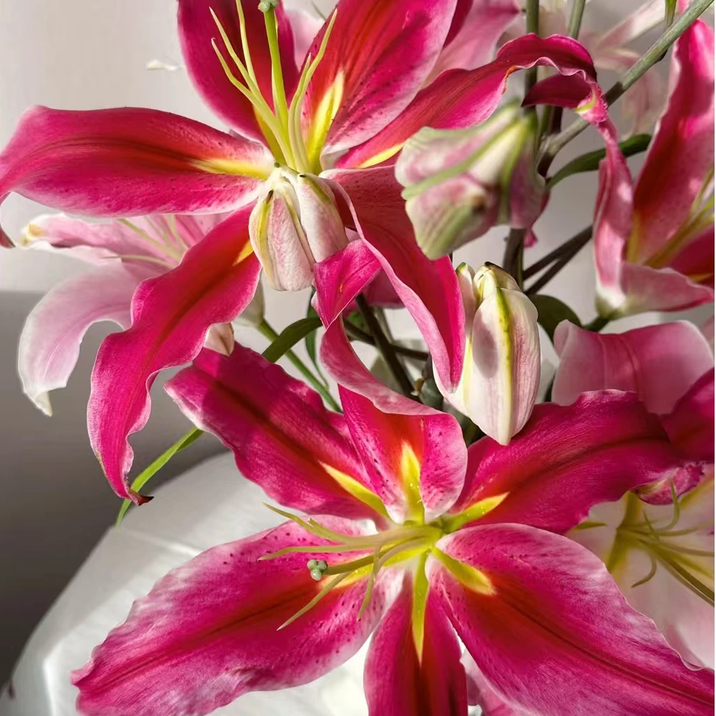 （A级 三头特红两头）香水百合云南基地直发生活鲜花