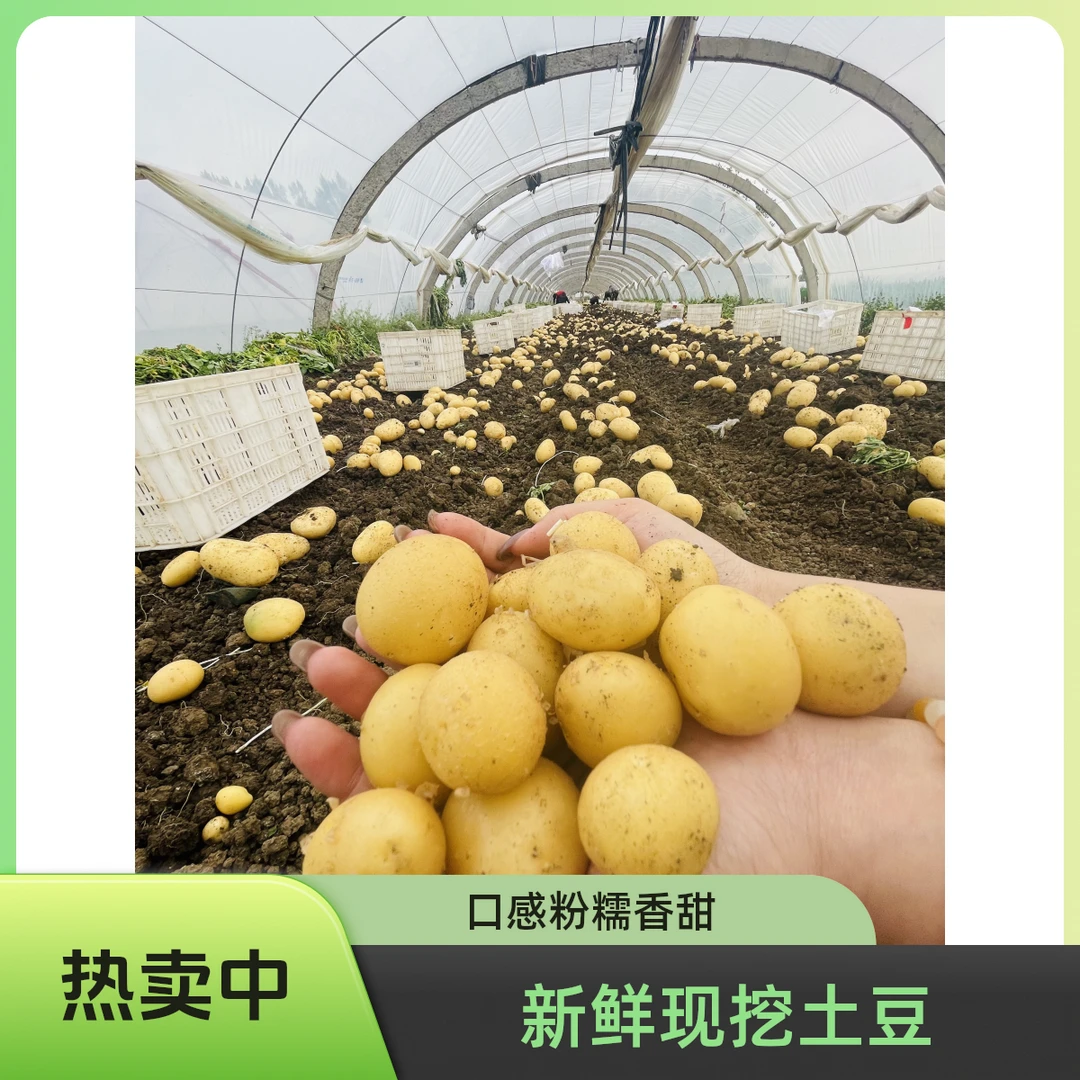 精品小土豆【现挖现发】农家黄皮黄心洋芋马铃薯山东土豆产地直发