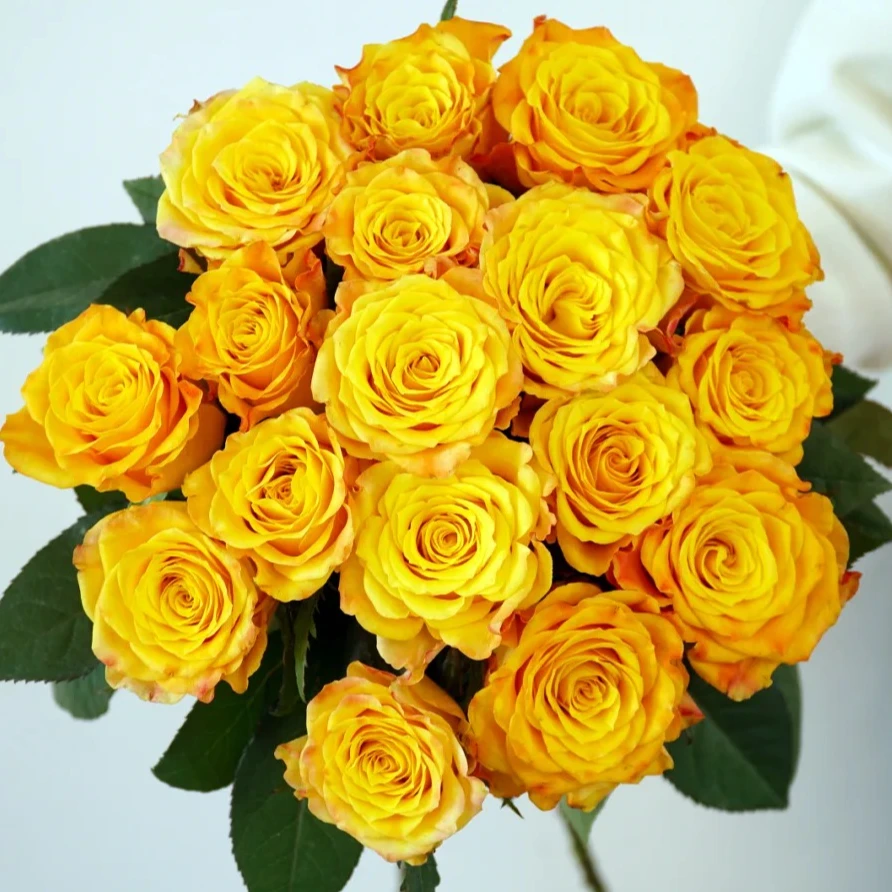 【辉煌】10枝精选品质鲜花 明天送达·满30送花瓶