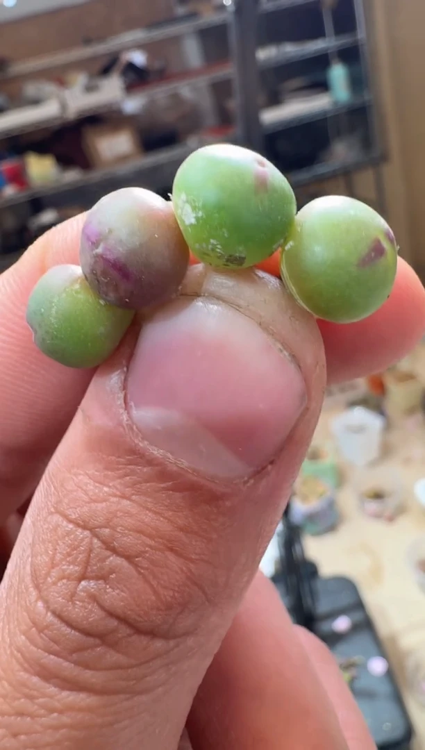 208多肉植物肉锥CR1558皮卡丘一颗