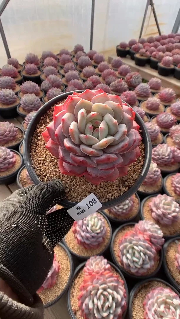 108蒙克多肉植物一物一拍