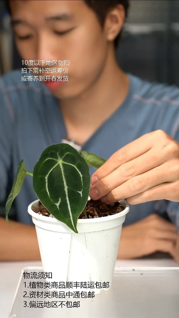 完全开放水晶盾花烛