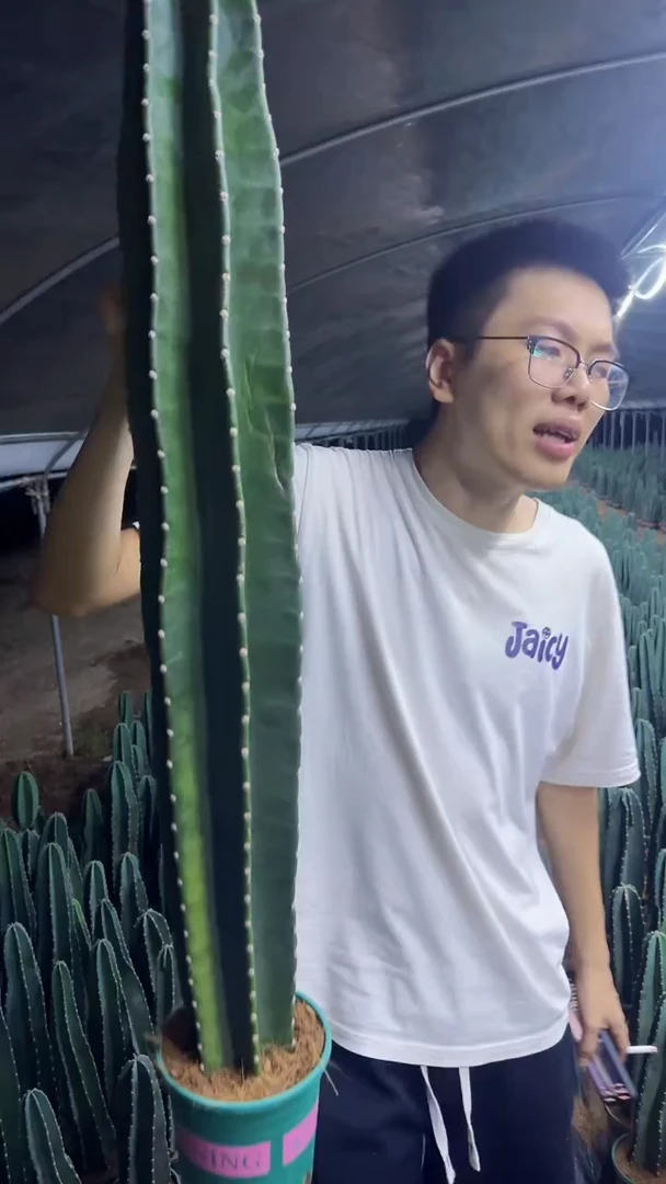 【带根】100cm+ 量天尺 不指定带花苞
