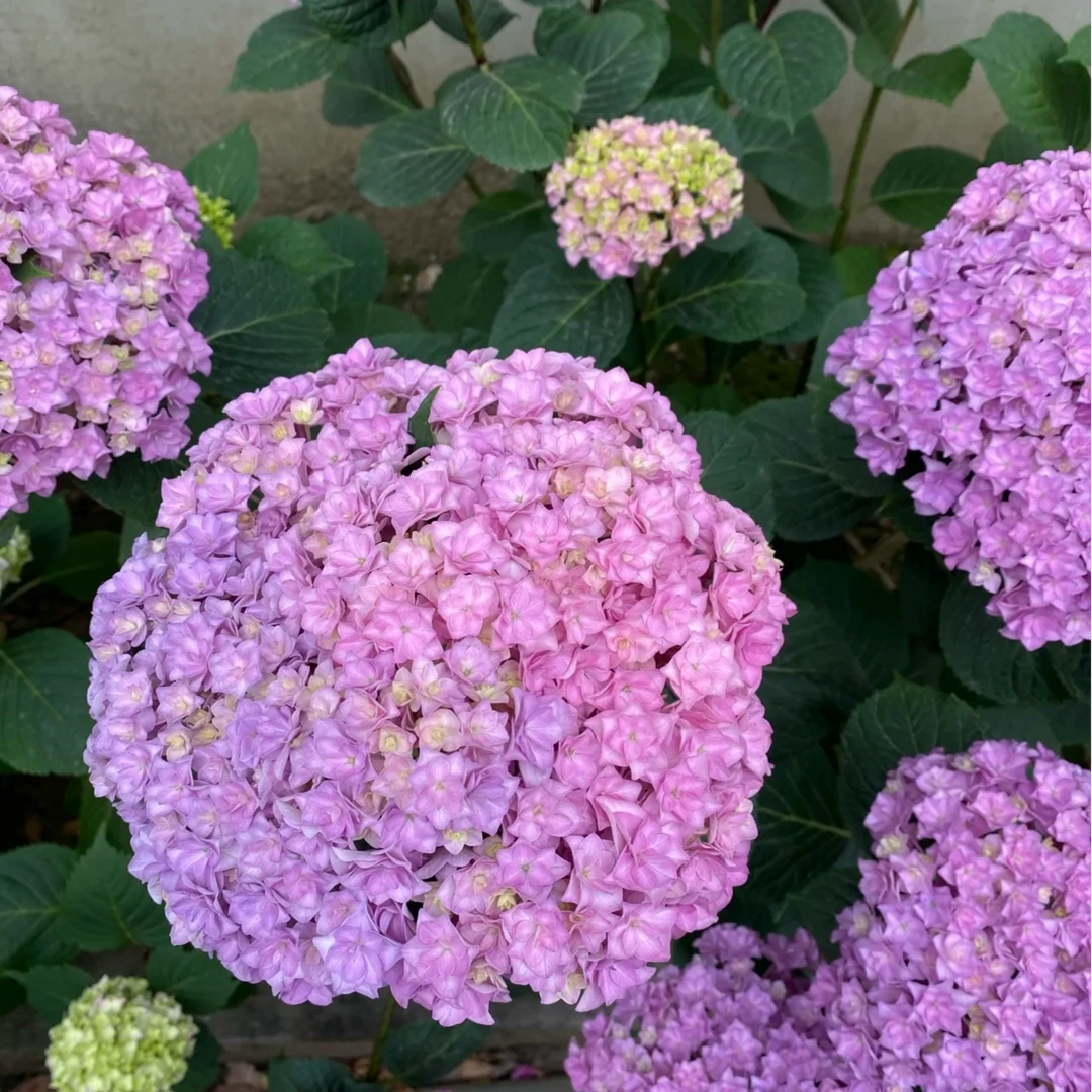 太阳神殿1加仑皮实好养 多年生 阳台庭院 基地直发