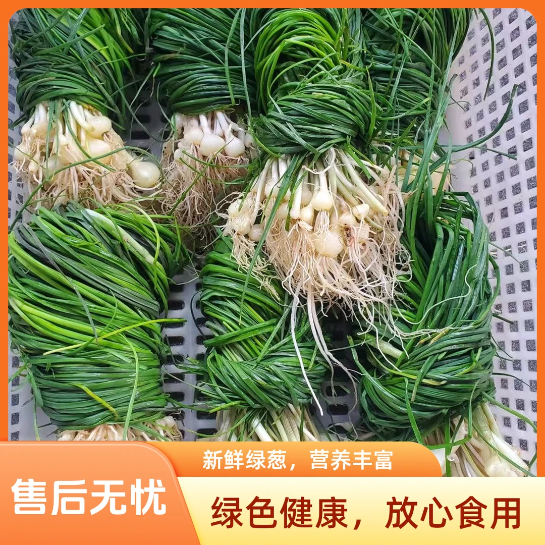 贵州新鲜土特产现挖野葱野菜苦蒜小根蒜现挖现发
