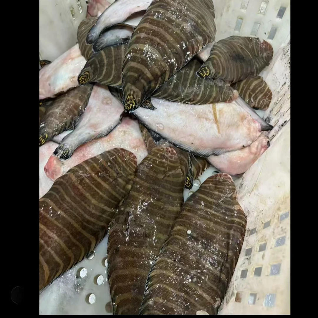 大连深海野生花手绢鱼