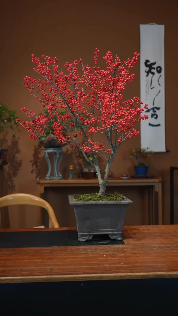 全部花朵冬青盆景盆景盆景