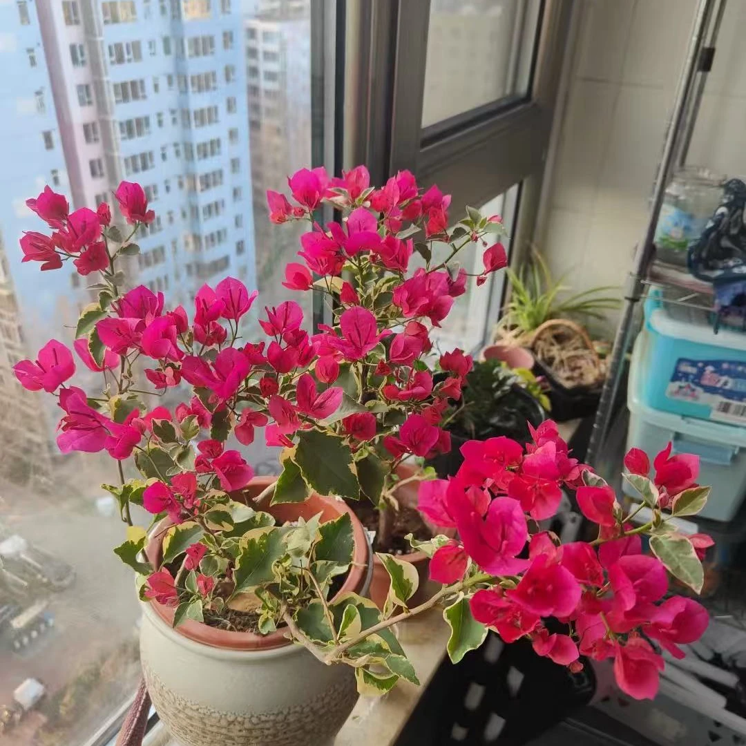 [金边蓝月亮]勤花品种三角梅好养易活运输轻微掉花正常现象