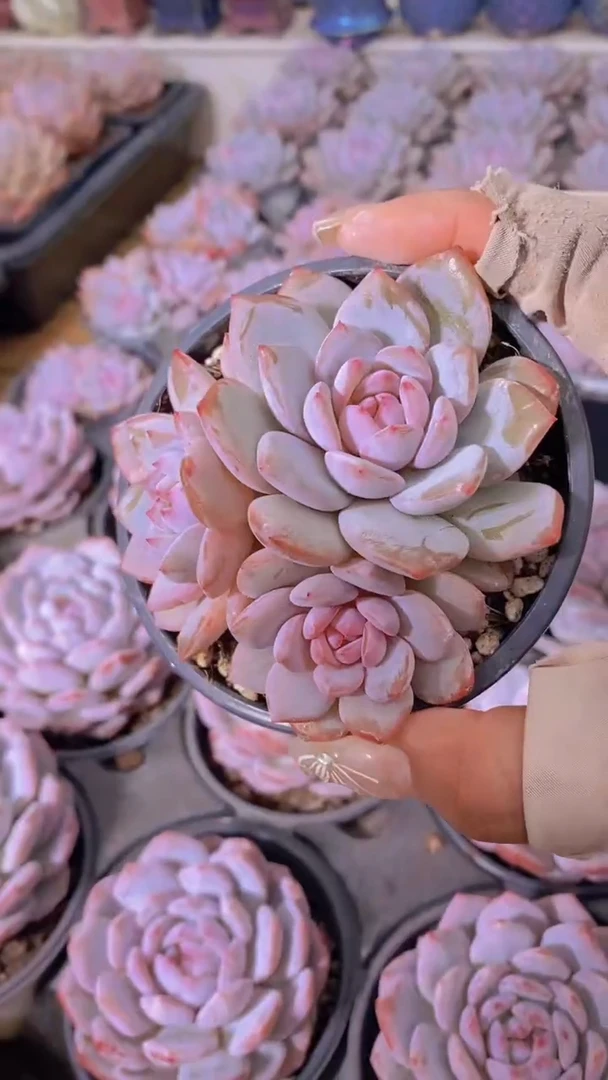 A794-星星橙捧花群90盆（量拍）