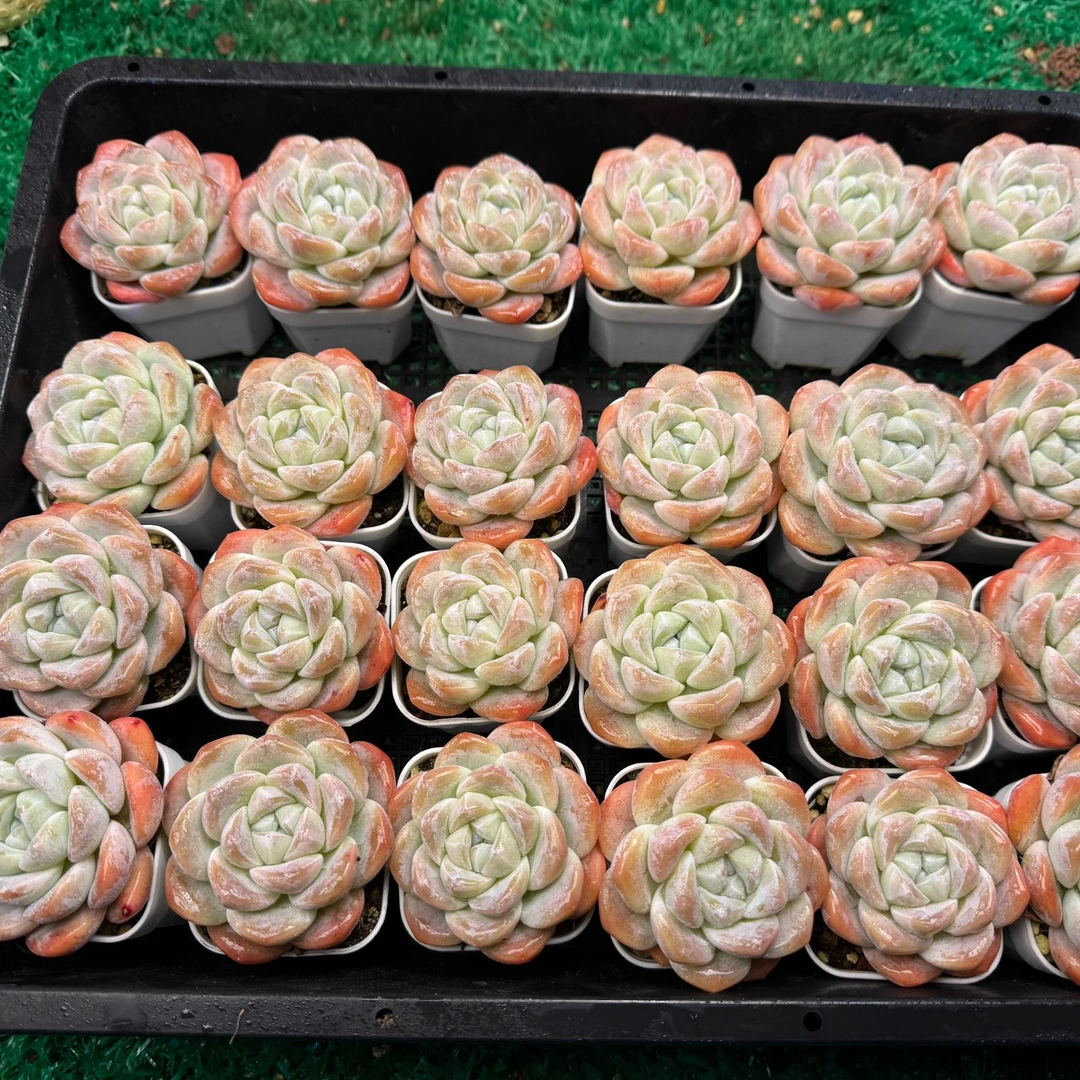 虞美人多肉冰玉量拍，一组十颗