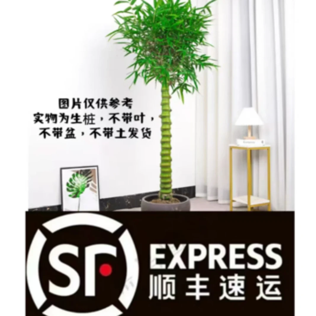 佛肚竹室内高档盆栽四季常青节节高