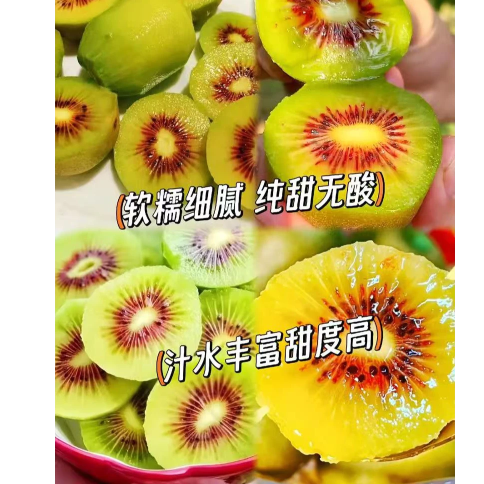 猕猴桃嫁接苗盆栽地栽南北方种植