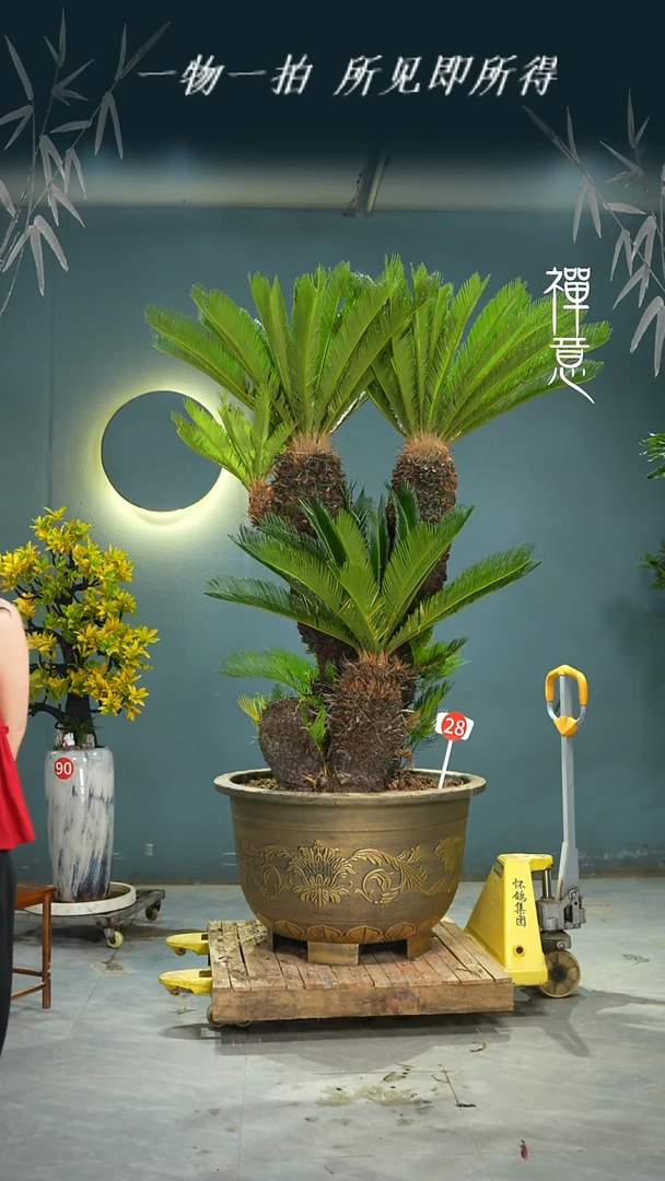 无花朵淡**桅6565461231521454156