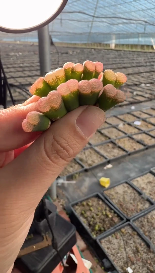 91多肉植物肉锥粉泡泡风铃一颗