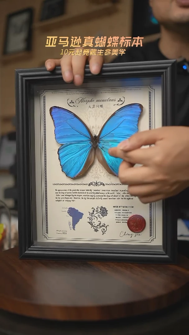 有机玻璃微瑕蝴蝶标本G209