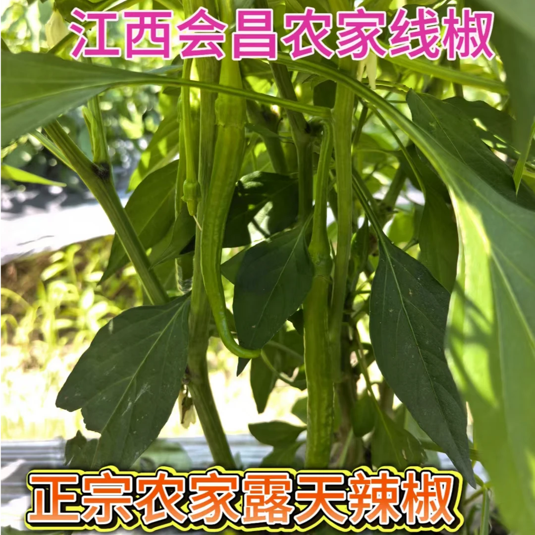 江西会昌农家辣椒线椒早期不辣辣椒当季蔬菜土辣椒