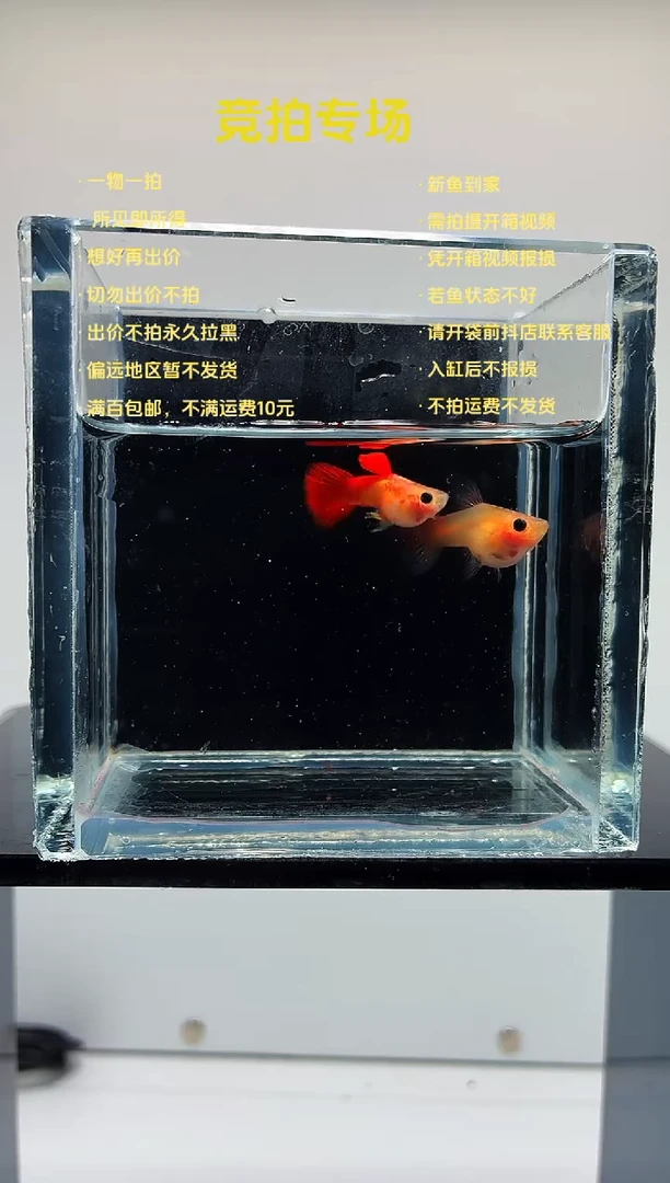 孔雀鱼红礼服玻璃猫一对-94